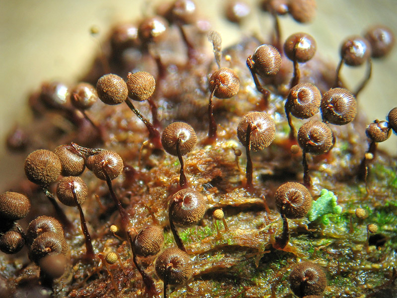 Dictidyum cancellatum